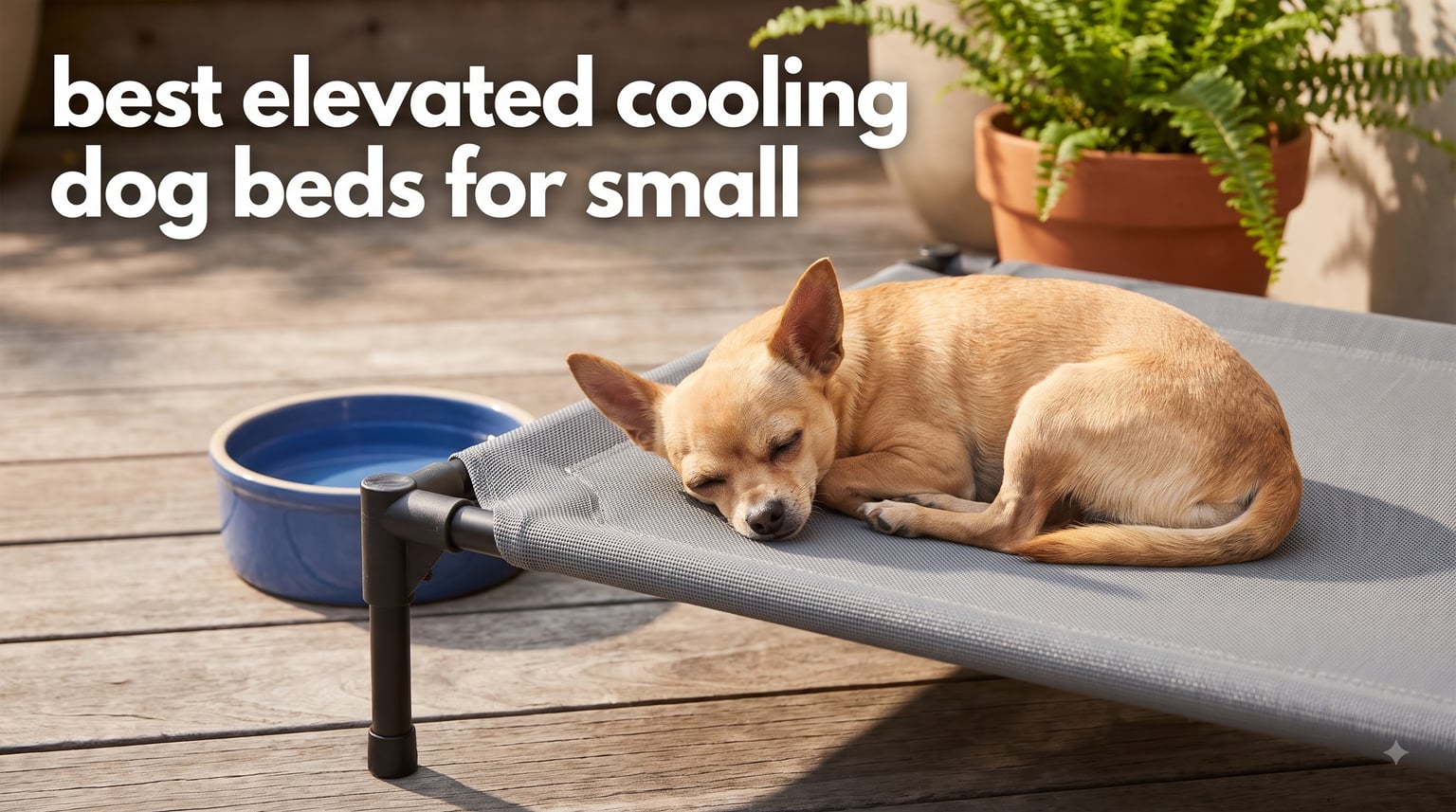 best elevated cooling dog beds for small
