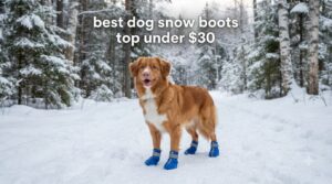 best dog snow boots top under $30